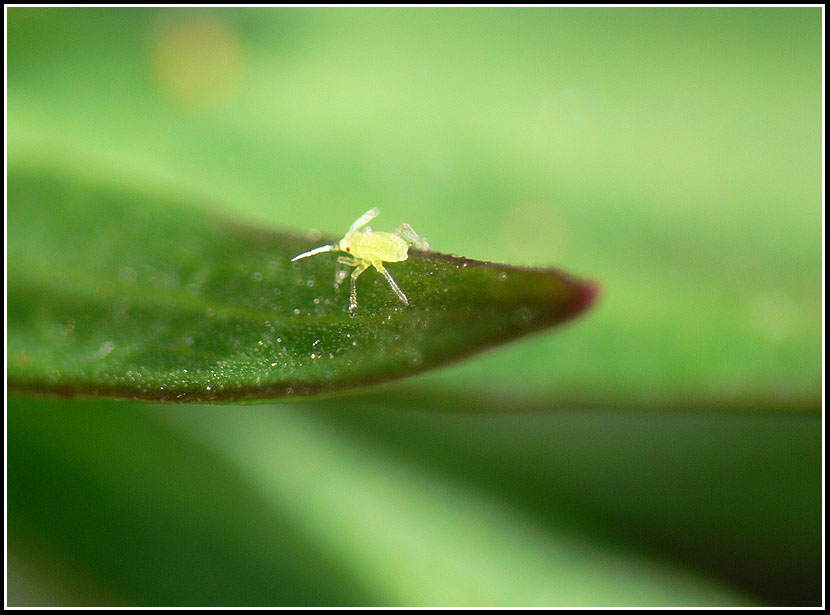 photo "***" tags: nature, insect