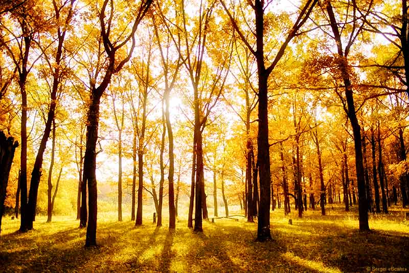 photo "***" tags: landscape, autumn, forest