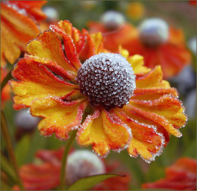 фото "Замёрзшая красота" метки: природа, цветы
