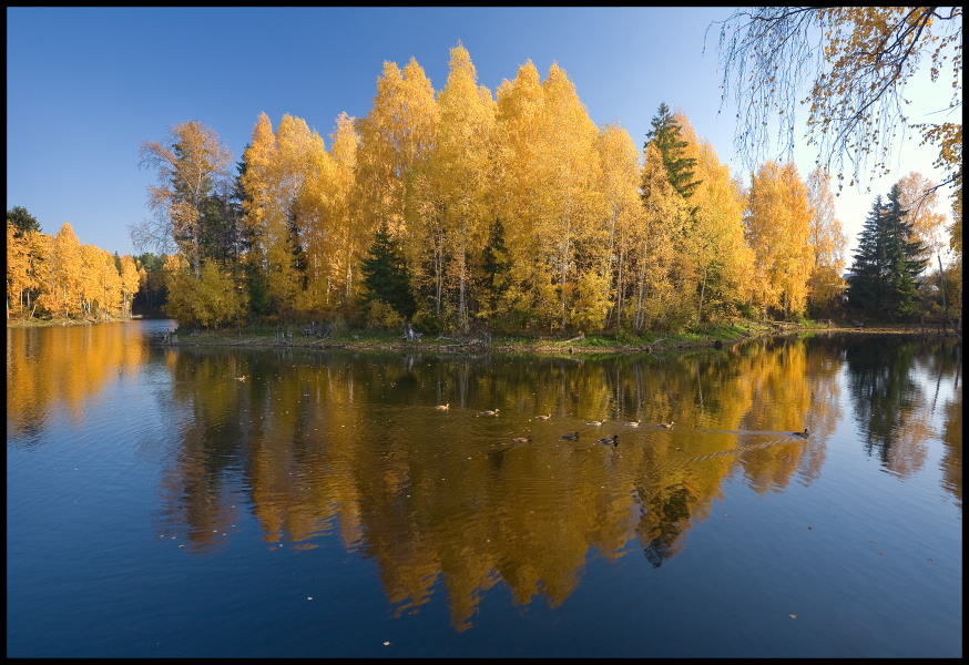 фото "Уточки в осеннем пруду" метки: пейзаж, осень