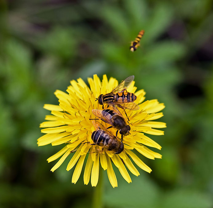 photo "***" tags: nature, insect