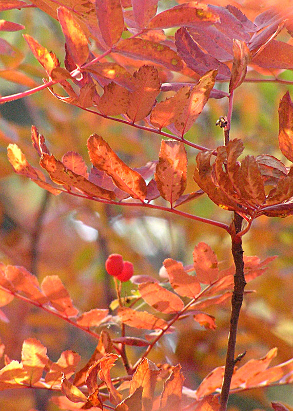 photo "Fall colours" tags: nature, flowers