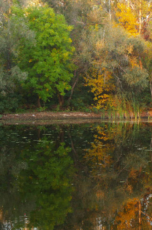 photo "тут живет осень" tags: landscape, forest