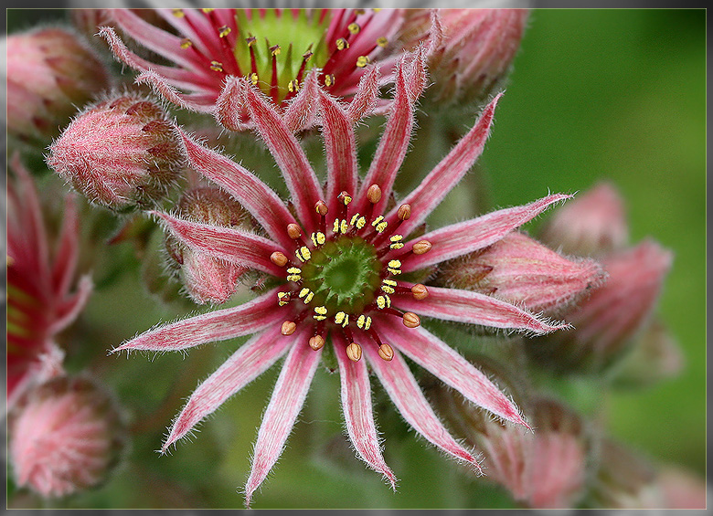 photo "Stone Rose" tags: nature, macro and close-up, flowers