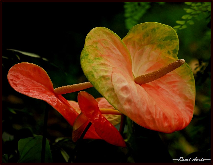 photo "a happy day= a flower day" tags: nature, macro and close-up, flowers