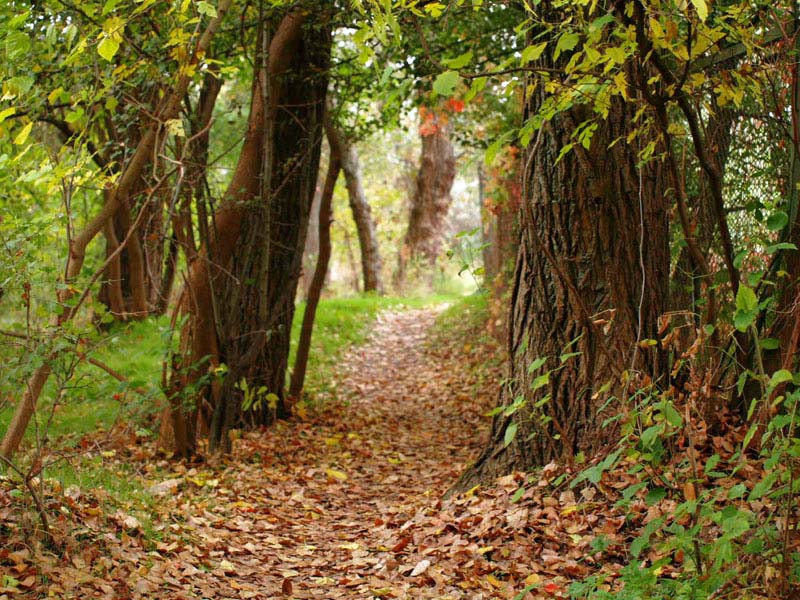 photo "тропинка" tags: landscape, forest