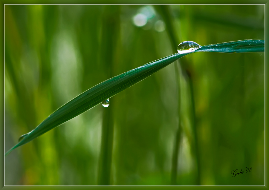 photo "Slipping" tags: macro and close-up, nature, 