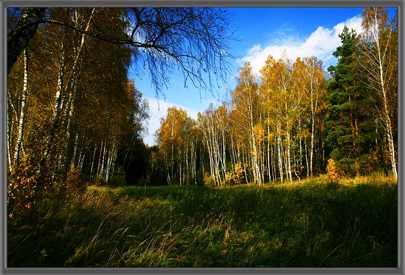 photo "The Moscow area, autumn-2" tags: landscape, autumn, forest