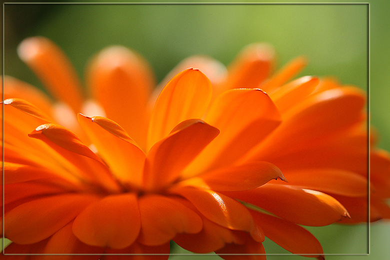 photo "Petals of sun" tags: nature, macro and close-up, flowers