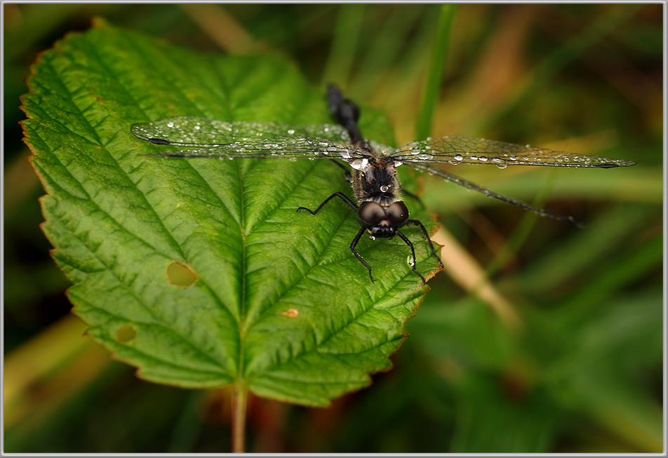 photo "Airplane" tags: nature, macro and close-up, insect