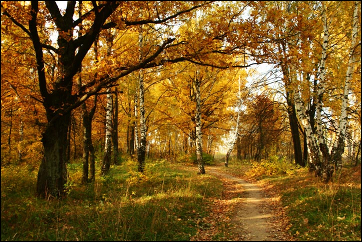 photo "My lovely autumn" tags: landscape, autumn, forest