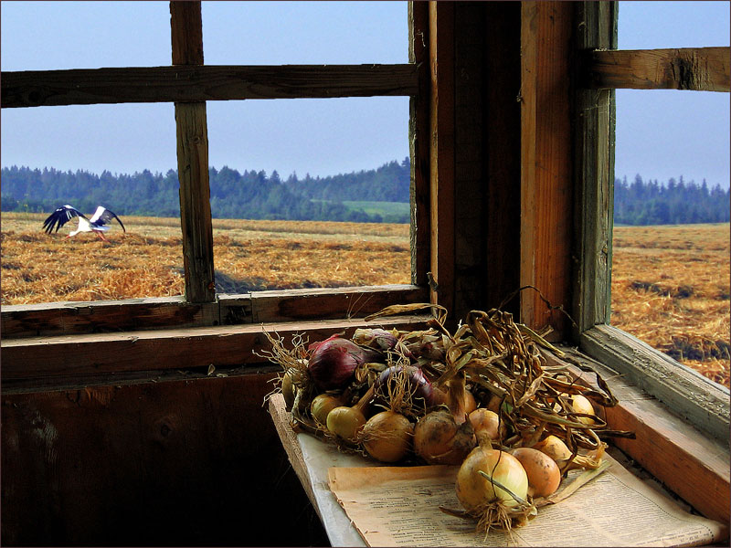 фото "В начале осени" метки: натюрморт, пейзаж, осень