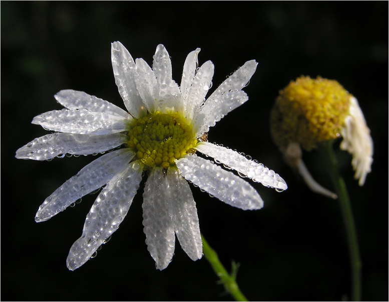 photo "* * *" tags: nature, macro and close-up, flowers