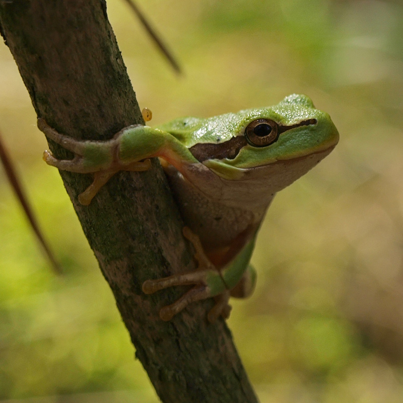photo "***" tags: nature, macro and close-up, 