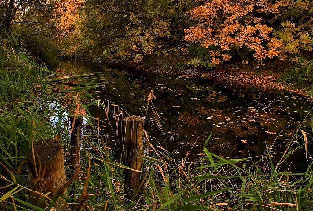 photo "***" tags: landscape, autumn, forest