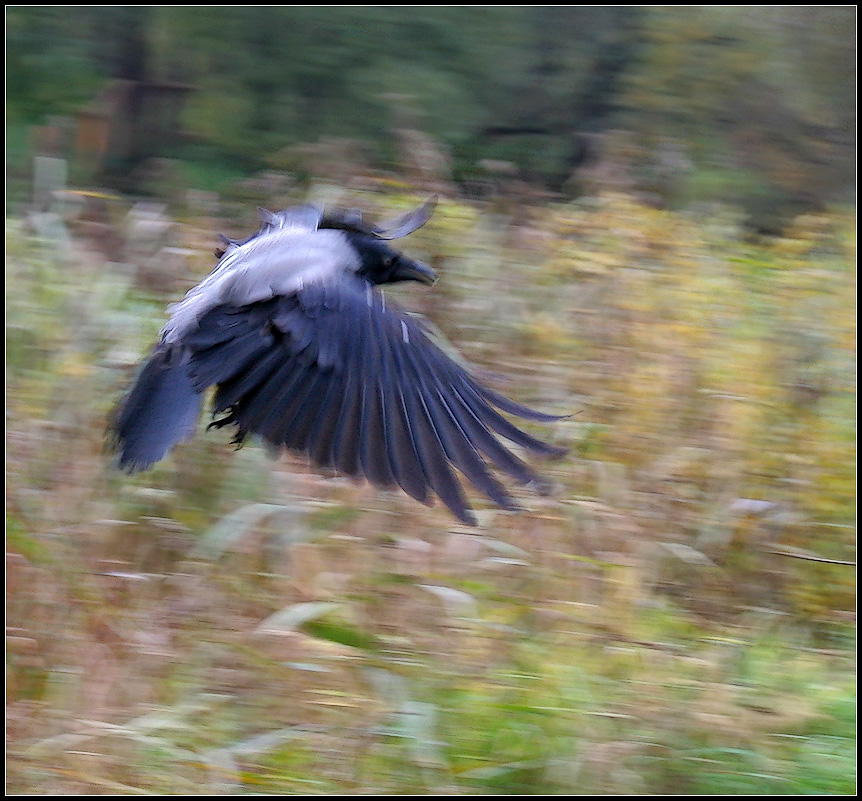 photo "Proud Bird))" tags: , 