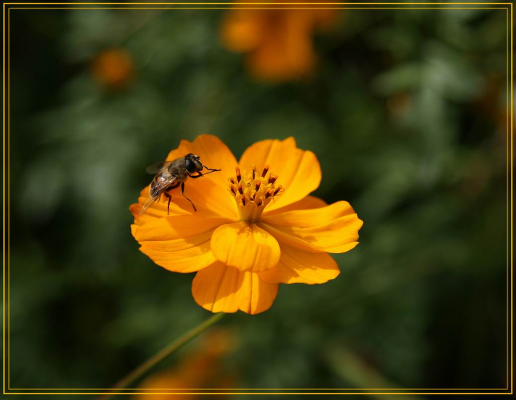 photo "***" tags: nature, macro and close-up, flowers