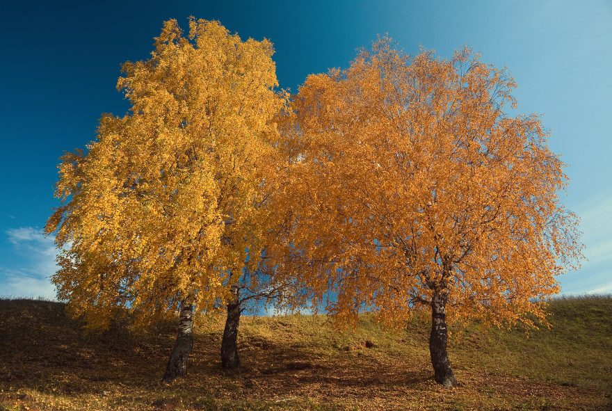 photo "***" tags: landscape, autumn