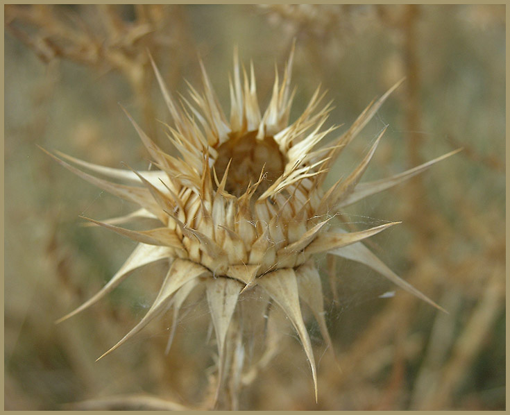 photo "***" tags: nature, macro and close-up, flowers