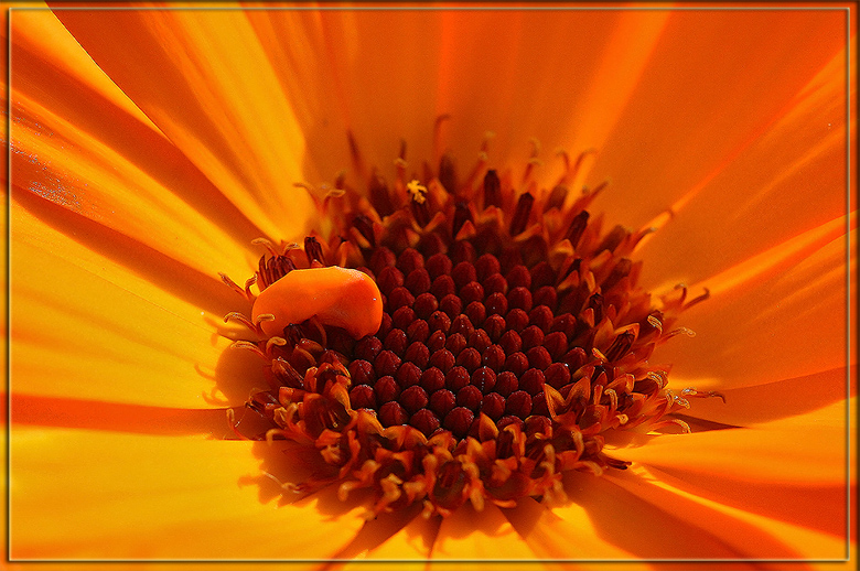 фото "А что у солнышка внутри?... :))" метки: природа, макро и крупный план, цветы