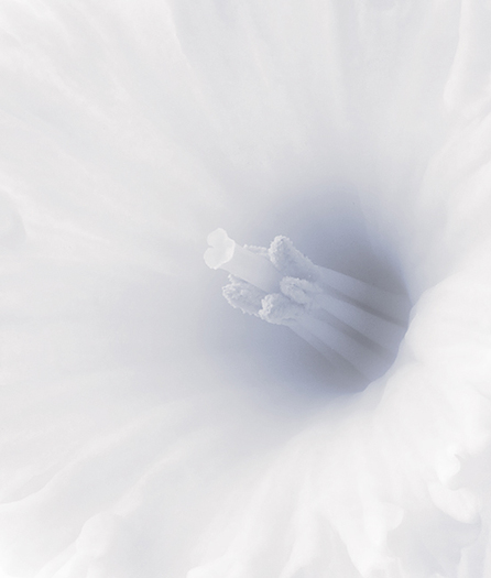 фото "Inside A Daffodil" метки: природа, цветы