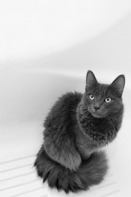 photo "***" tags: nature, pets/farm animals