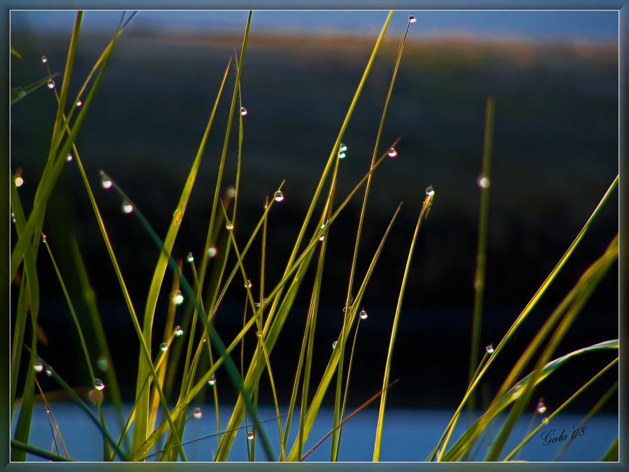 photo "Morning brilliants" tags: macro and close-up, nature, flowers