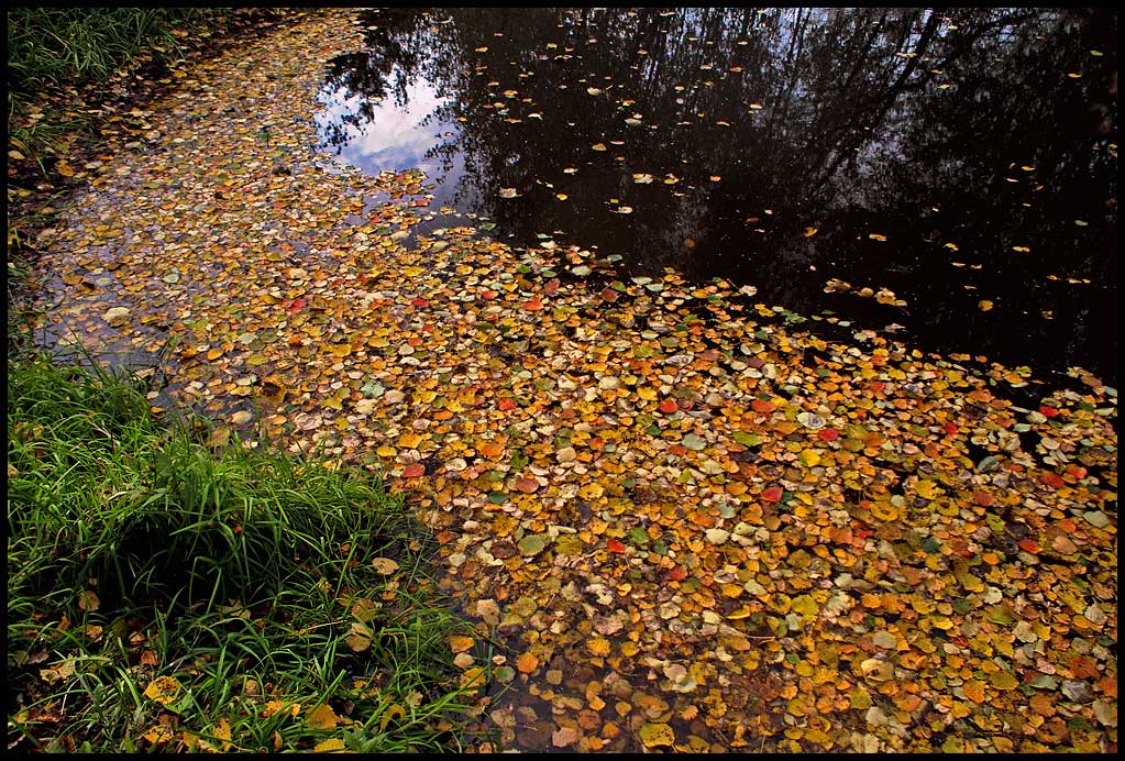 photo "Autumn mosaic" tags: landscape, autumn