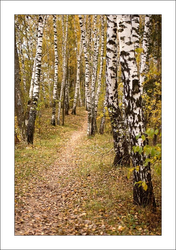 photo "The path" tags: landscape, autumn