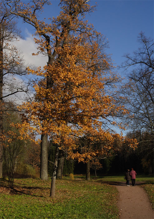 photo "Walking throught an autumn day" tags: , 