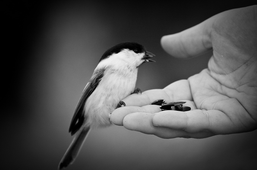 photo "***" tags: nature, wild animals