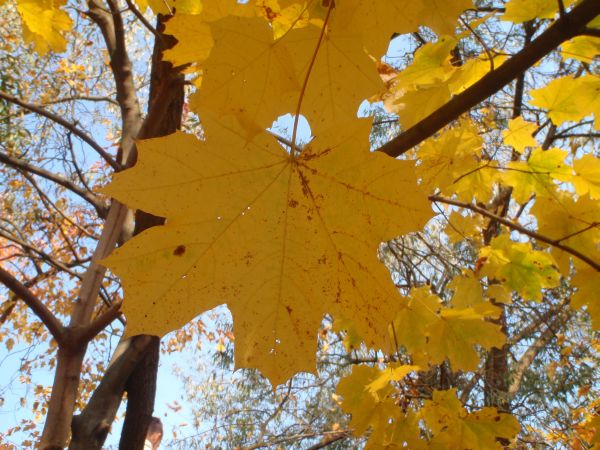 photo "***" tags: landscape, autumn, forest