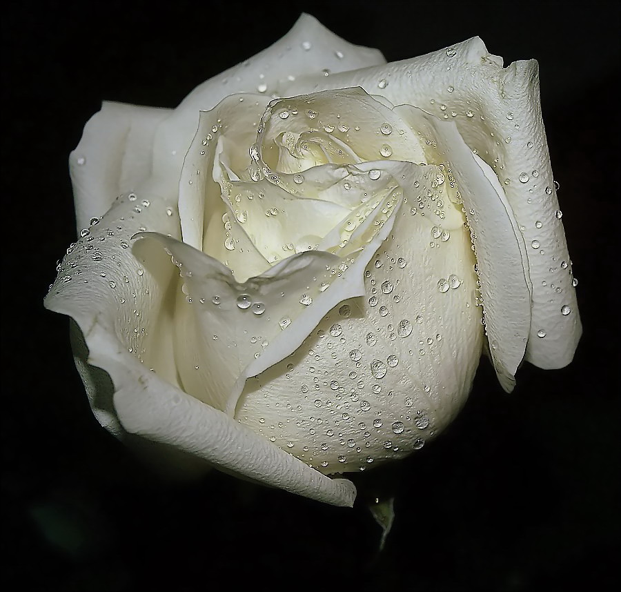 photo "Tears.... from a White Rose..." tags: nature, flowers