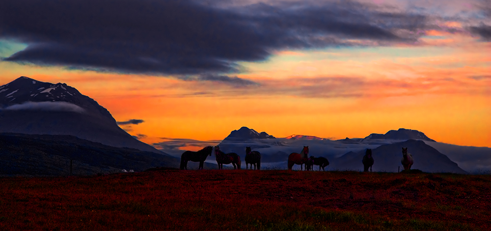 photo "Horses in sunset" tags: nature, landscape, pets/farm animals, sunset