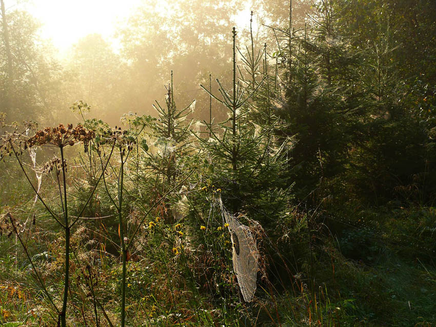 фото "Паучье царство" метки: пейзаж, лес