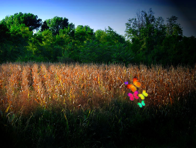 photo "First time autumn" tags: landscape, 