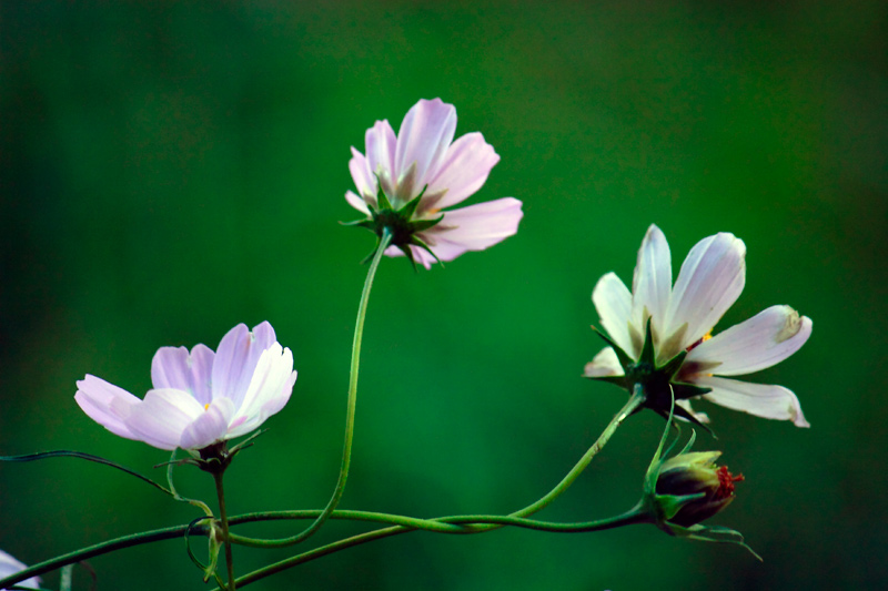 photo "Flowers" tags: macro and close-up, nature, flowers