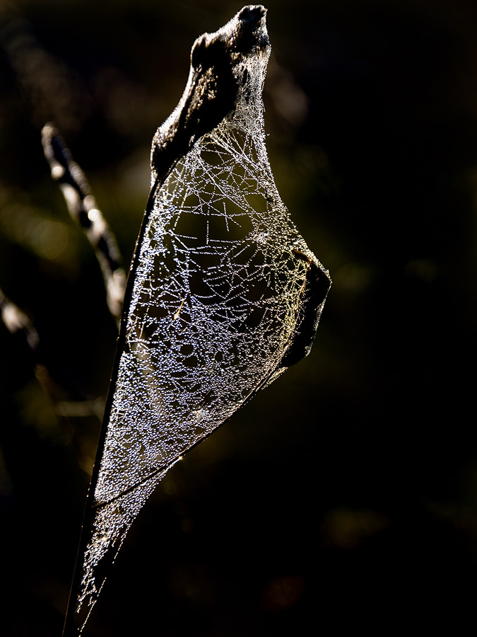 фото "WEB-serf :)" метки: природа, 