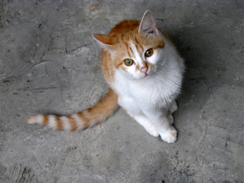 photo "On a wall" tags: portrait, nature, pets/farm animals