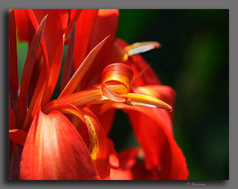 photo "***" tags: nature, flowers