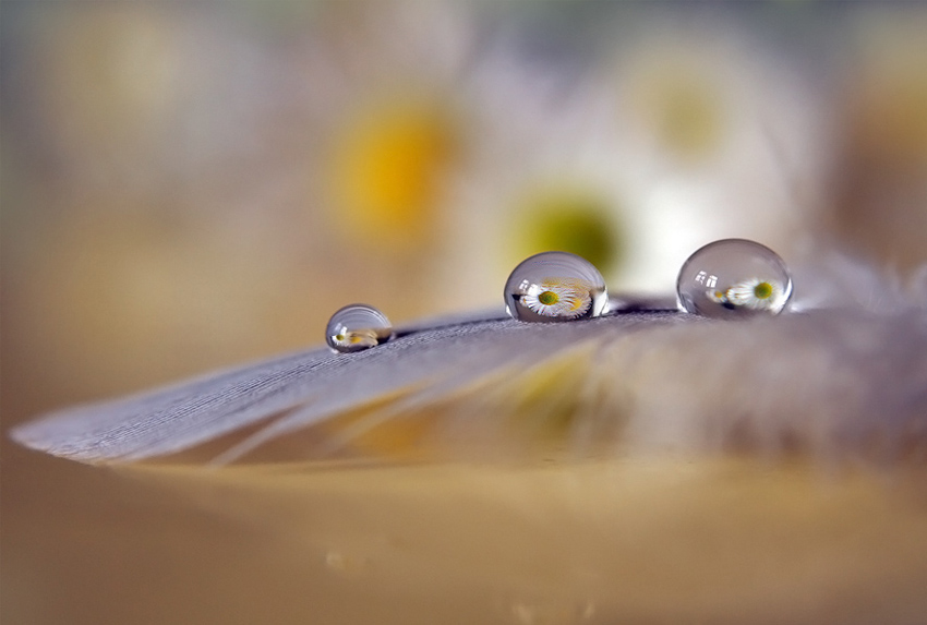 photo "***" tags: nature, macro and close-up, flowers