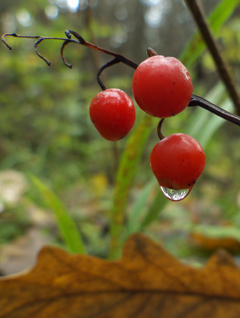 photo "Weeping lily of the valley" tags: nature, macro and close-up, flowers