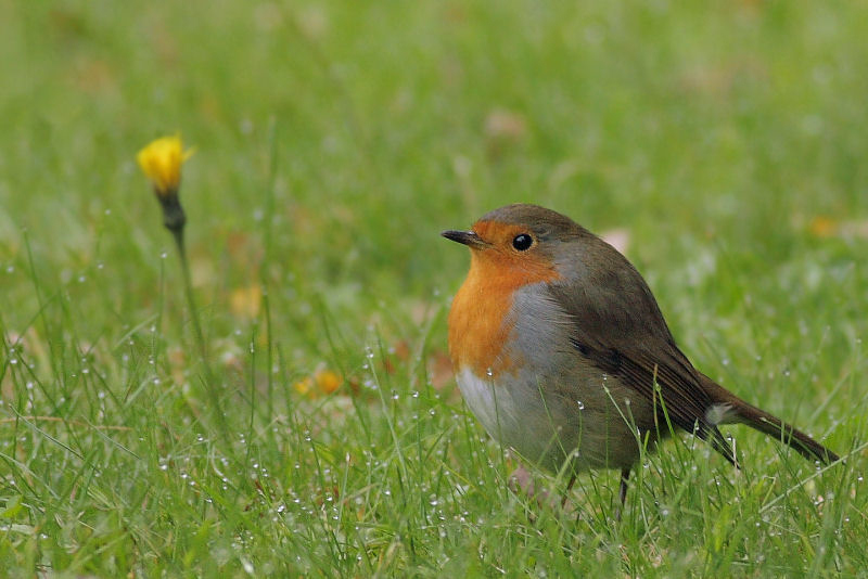 фото "Eithacus rubecula" метки: природа, дикие животные