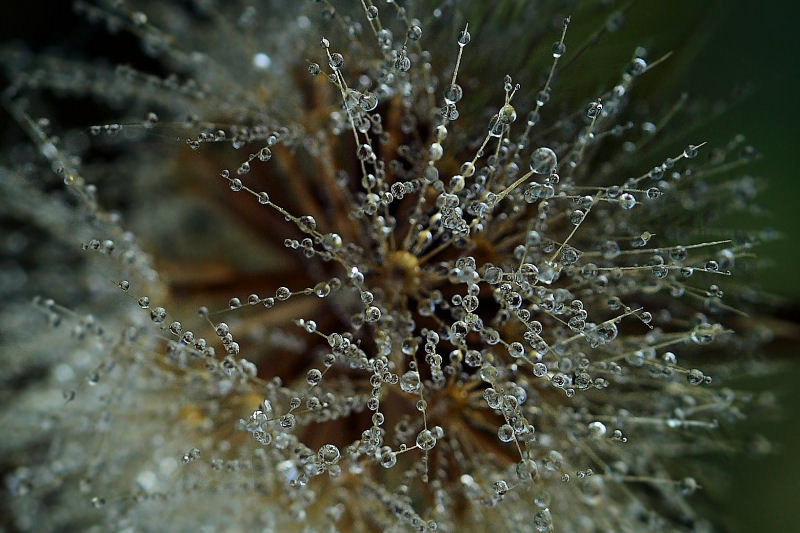 photo "***" tags: macro and close-up, abstract, 