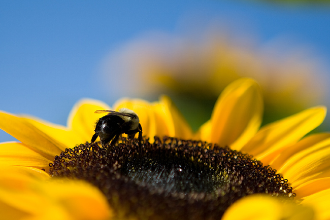 фото "bumblebee" метки: природа, насекомое