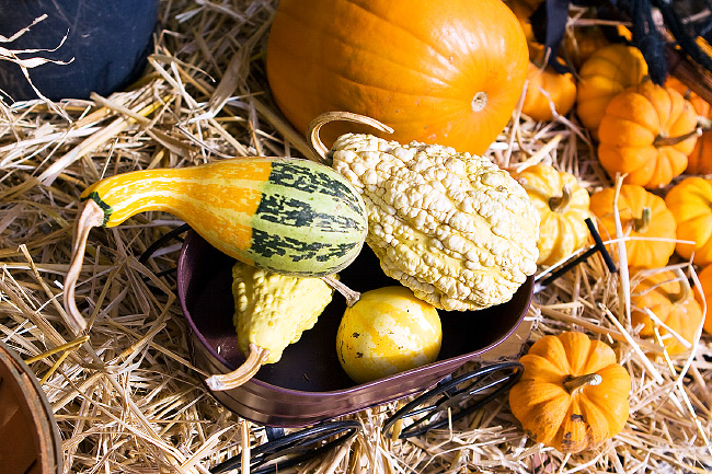 фото "pumpkins" метки: природа, цветы