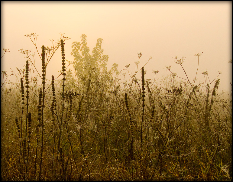 photo "***" tags: landscape, nature, autumn, flowers