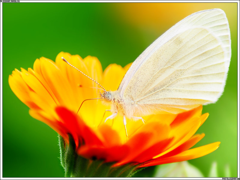 photo "suMMer cOlOr" tags: nature, macro and close-up, insect