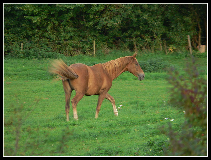 photo "***" tags: nature, pets/farm animals