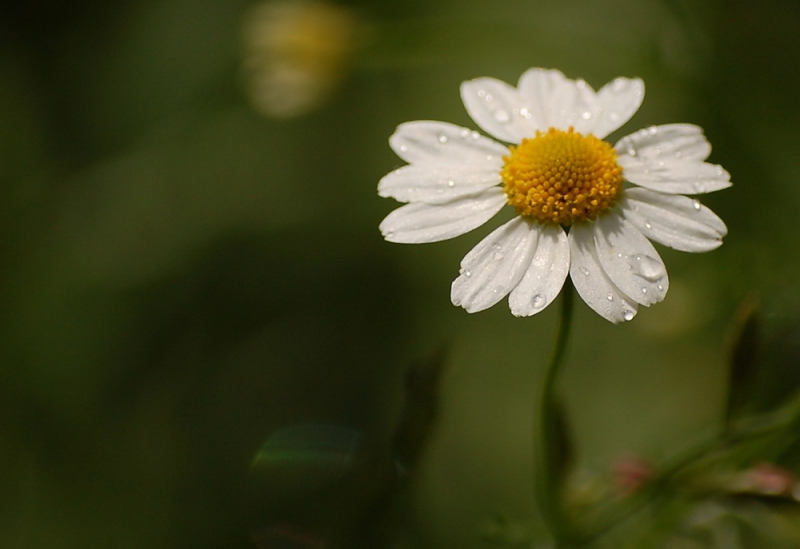 photo "Daisy" tags: nature, flowers